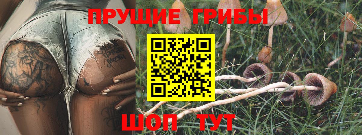 Псилоцибиновые грибы Psilocybine cubensis  Вход с VPN  Псилоцибиновые грибы Cubensis  Россия 